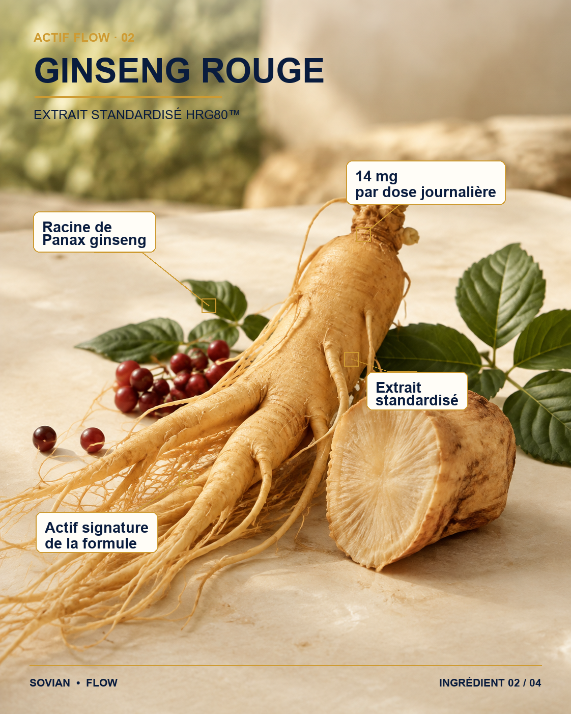 Ginseng rouge HRG80 utilisé dans la formule FLOW