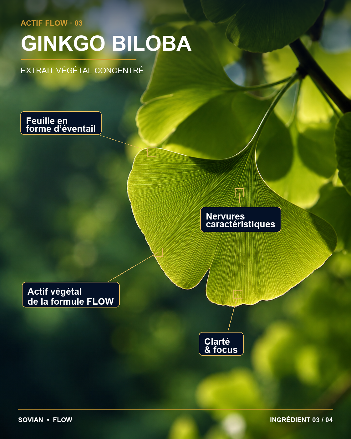 Ginkgo biloba utilisé dans la formule FLOW