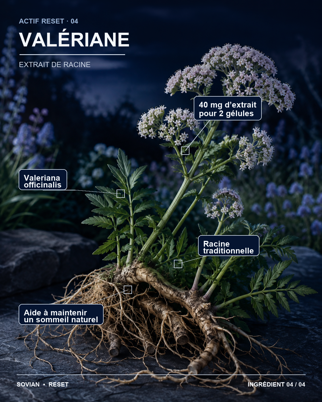 Racine de valériane utilisée dans la formule RESET