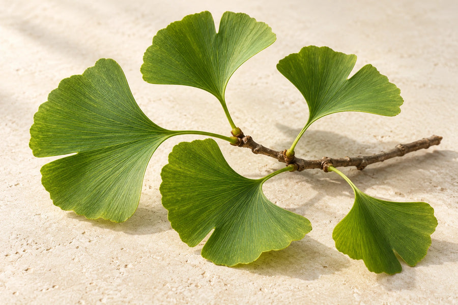Illustration de l’ingrédient ginkgo sur pierre ivoire