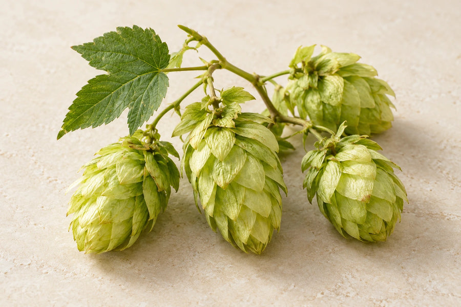 Illustration de l’ingrédient houblon sur pierre ivoire