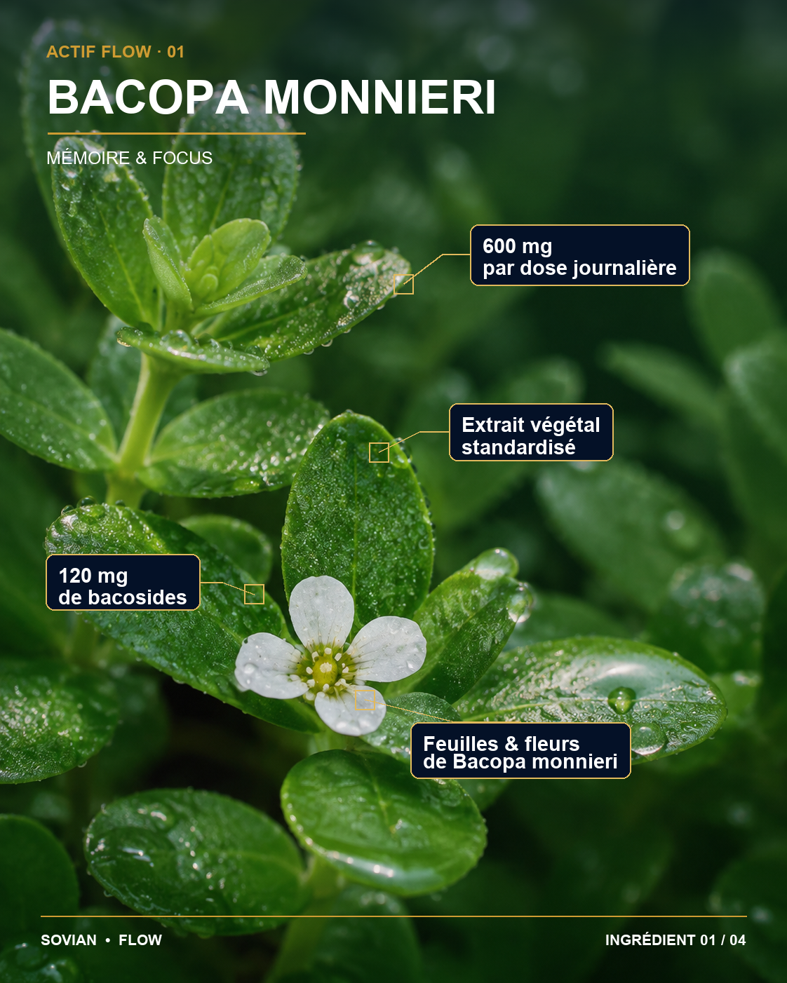 Bacopa monnieri utilisé dans la formule FLOW
