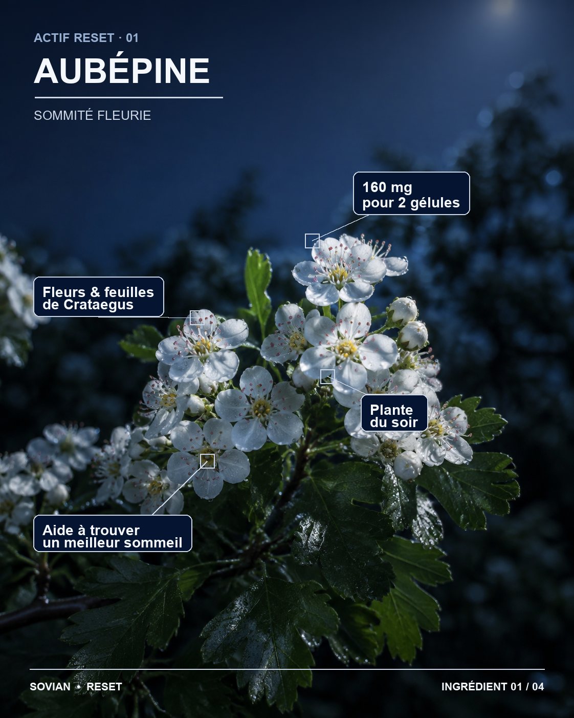 Fleurs et feuilles d’aubépine utilisées dans RESET