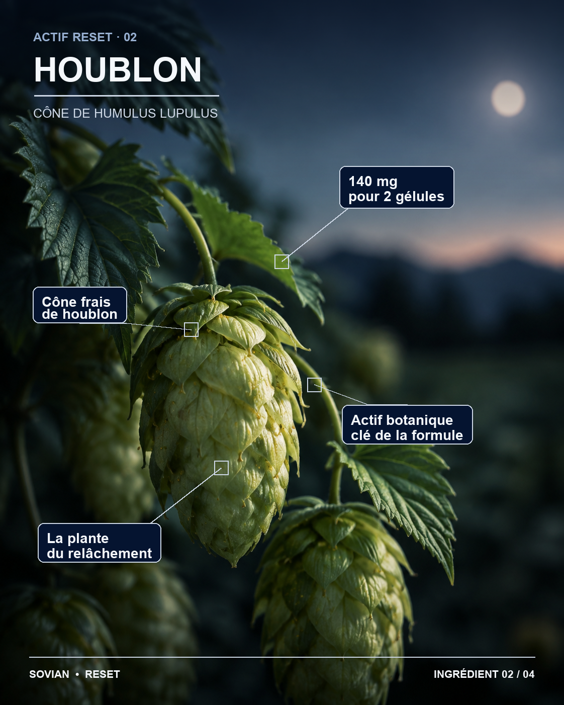 Cônes de houblon utilisés dans la formule RESET